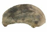 Fossil Whale Ear Bone - Miocene #99980-1